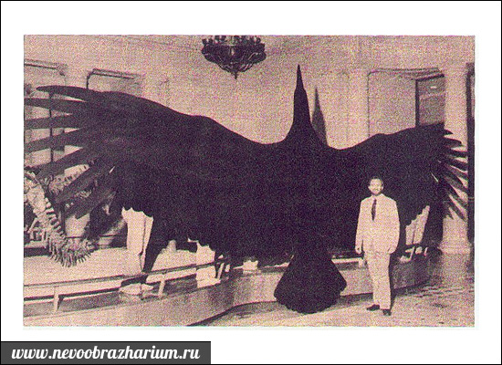 Самая большая птица в мире